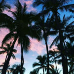 Pin By Amber Ramirez On Palm Palm Trees Tumblr Summer Vibes Friends