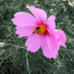 Stock Images 660 990 660 1100 660 1188 Flowers 84 Wasaweb