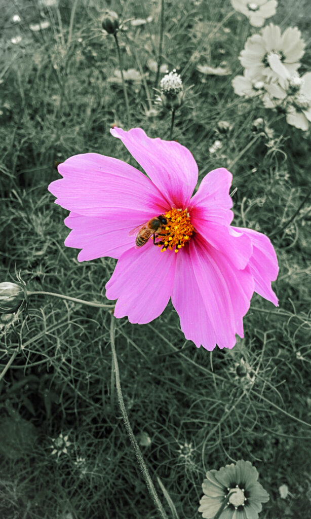 Stock Images 660 990 660 1100 660 1188 Flowers 84 Wasaweb
