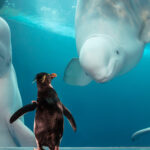 Virtual Encounters With Purring Cheetahs And Curious Penguins The New
