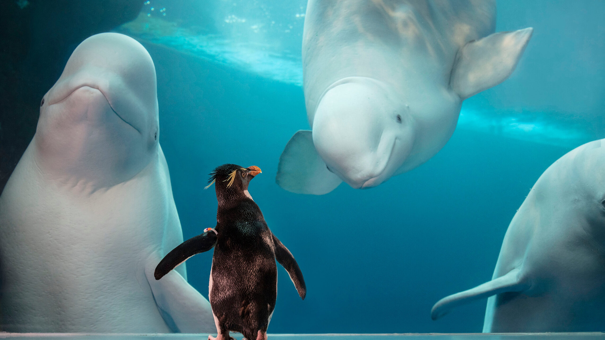 Virtual Encounters With Purring Cheetahs And Curious Penguins The New Virtual Encounters With Purring Cheetahs And Curious Penguins The New